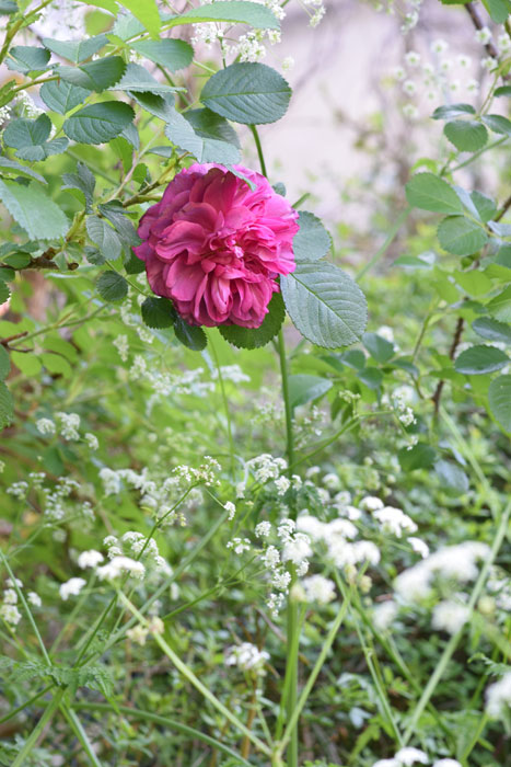 Rose and cow parsley